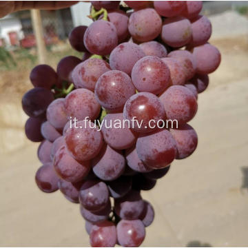 Red flower grape new crop purple skin